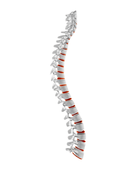 Bone Health Specialist